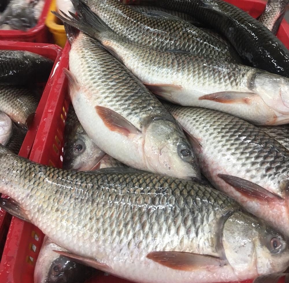 Rohu Fish